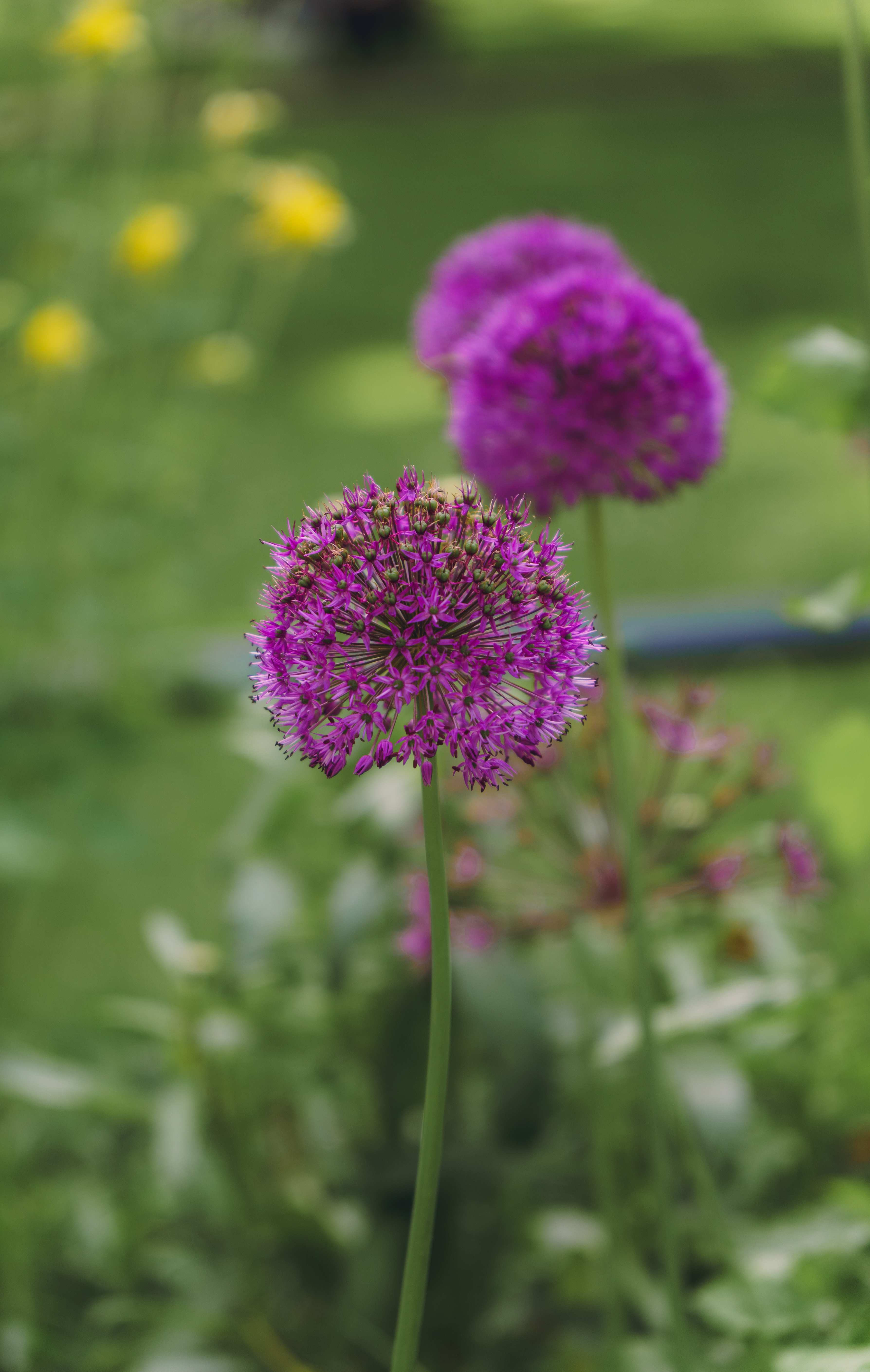 Three Allium (Star of Persia)